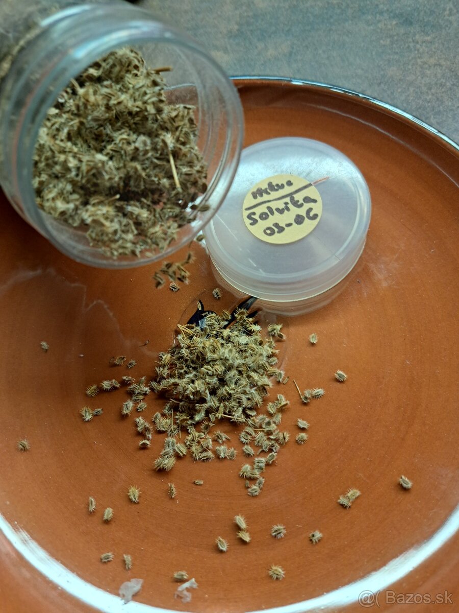 Semená zeleniny a ovocia - 2