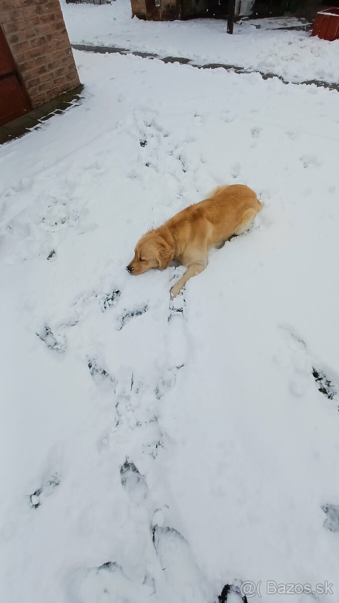 Zlatý retriever - 2