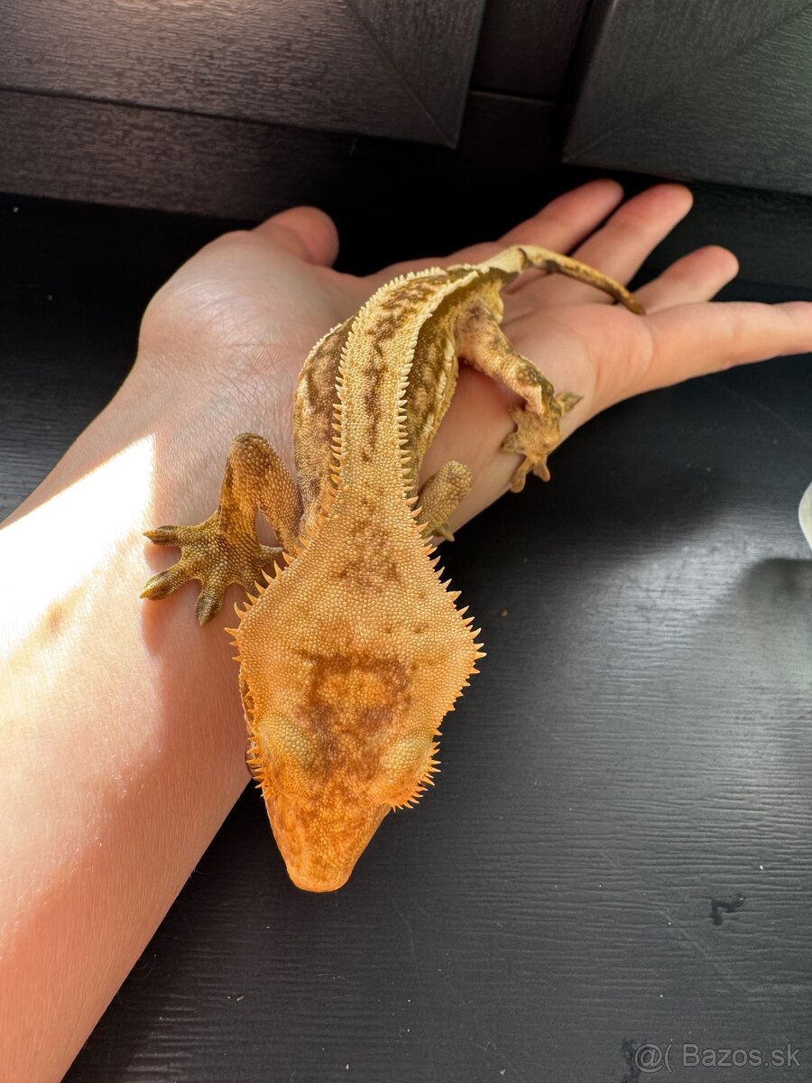 Pagekon riasnatý - samec - 2