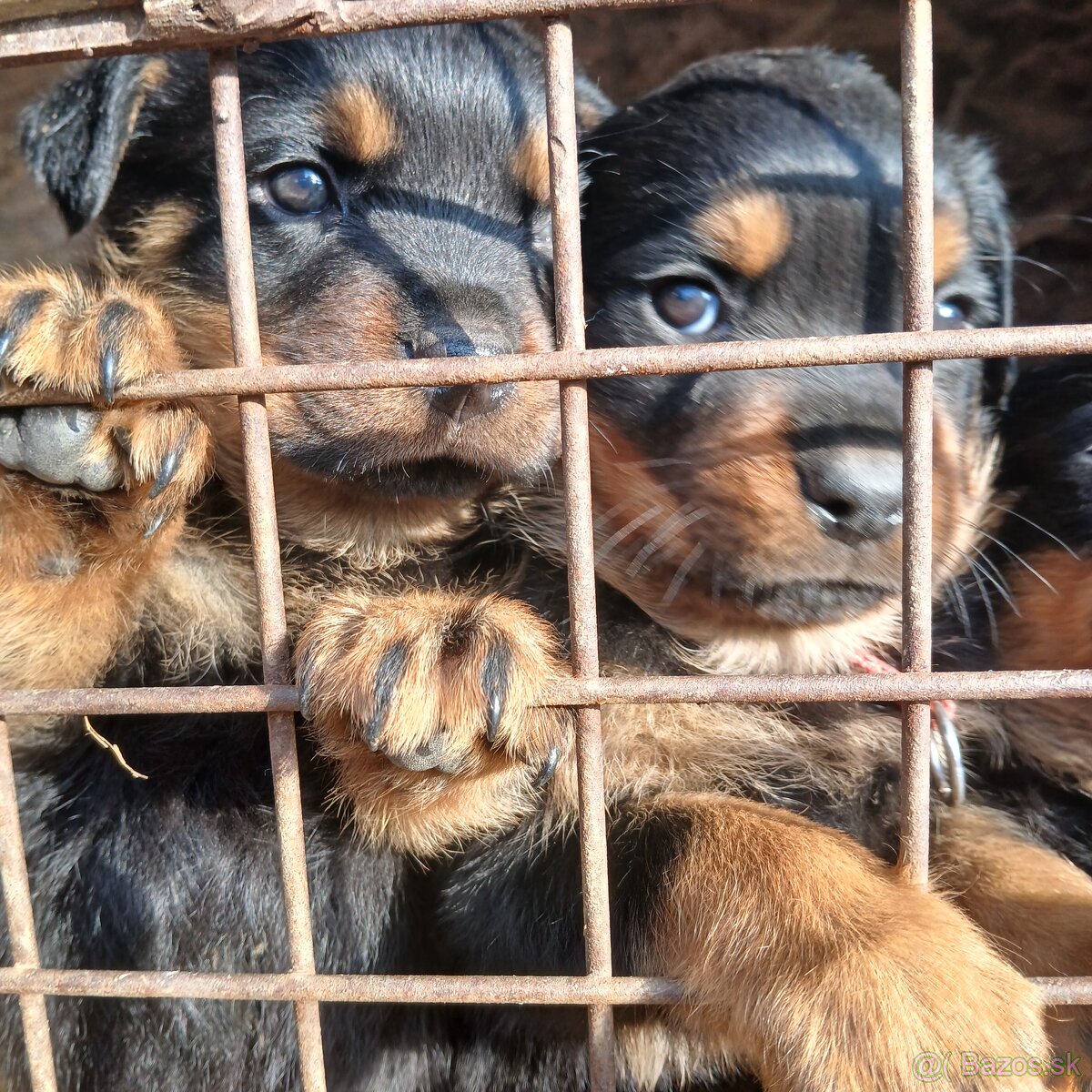 Rotvajler steniaka rodicia pp - 2