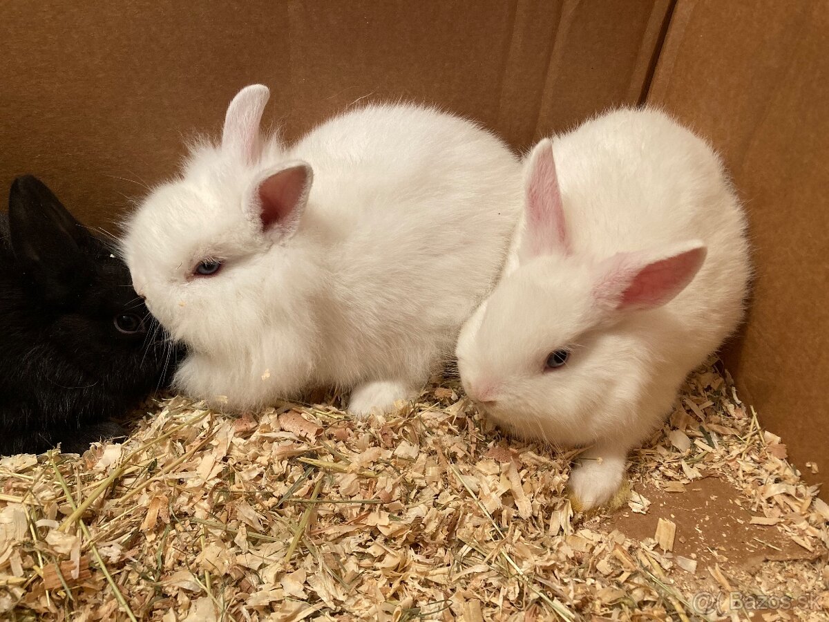 Zakrslý králik, zakrslý zajačik - 2