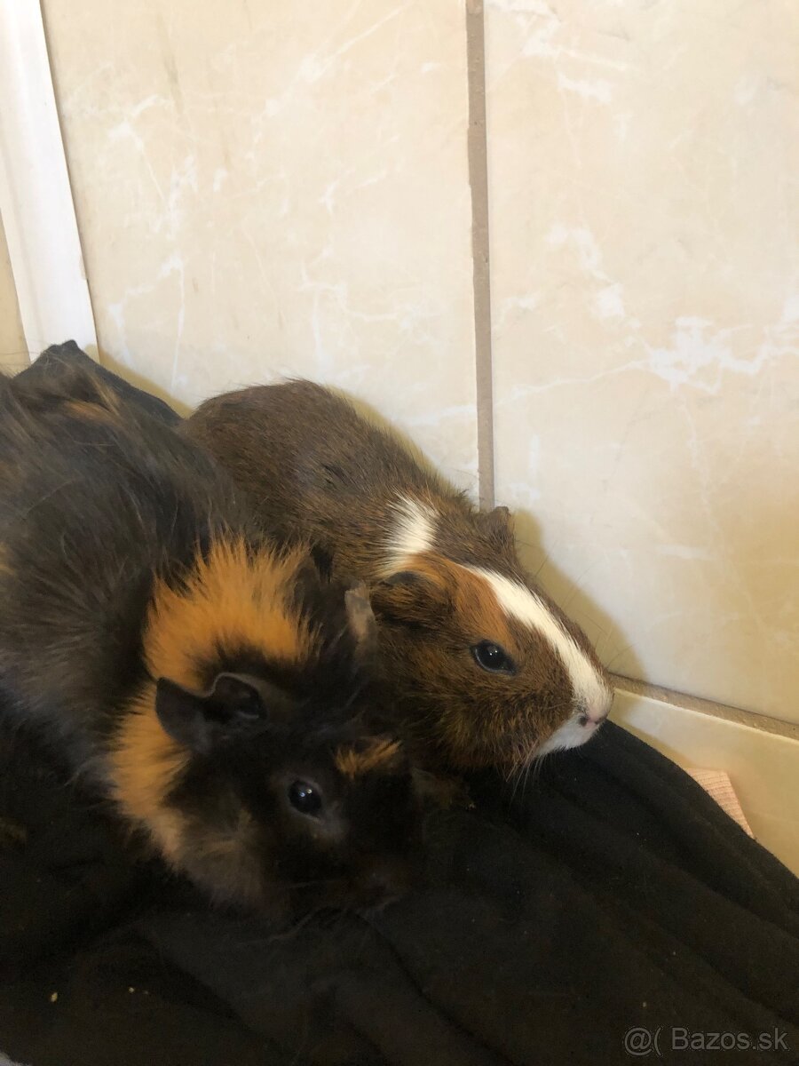 Darujem 2 Morčatka posledné. Odber možný hneď dnes - 2