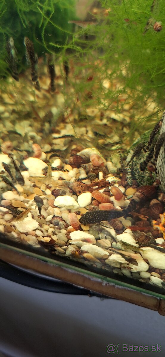 Darujem prísavníky - 2