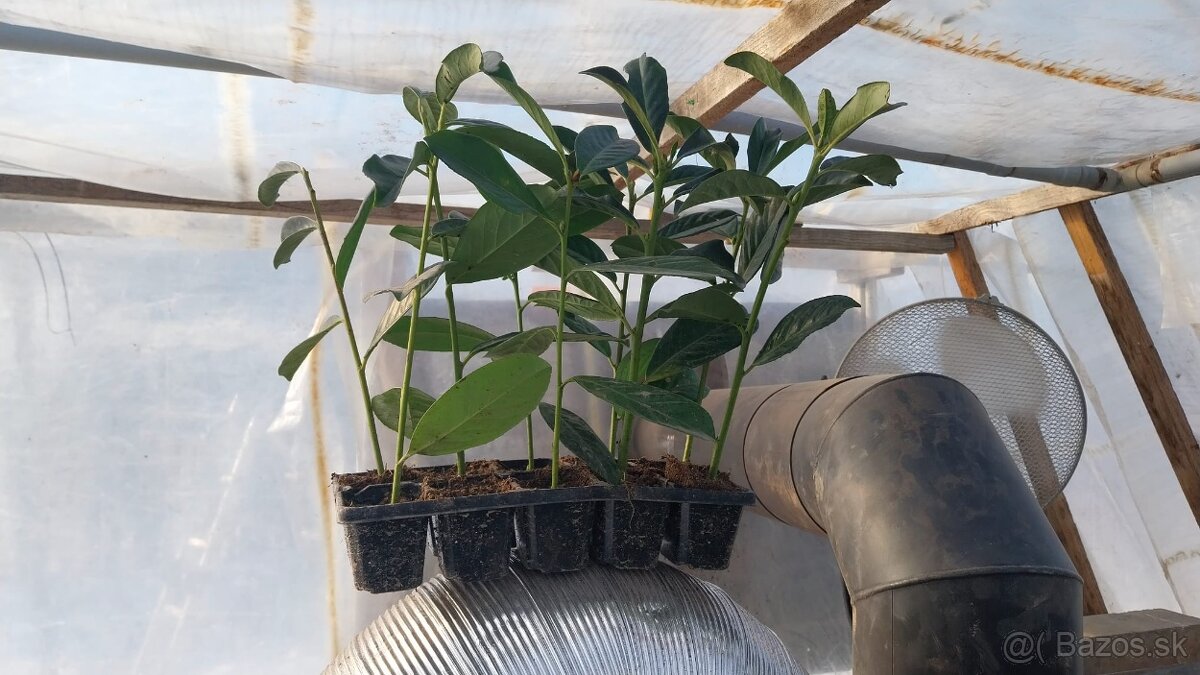 Vavrinovec lekarsky - 2