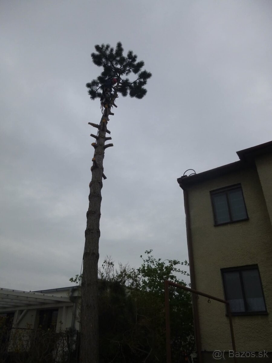 Pílenie stromov, rizikove pílenie - 2