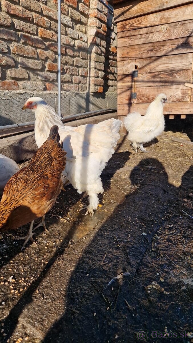 Brahman Brahmanky - 2