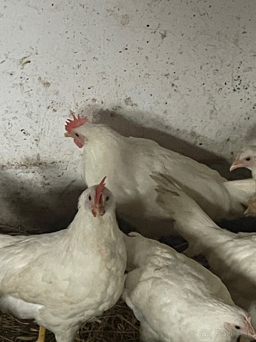 Leghorny kohút - 2