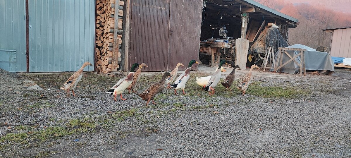 Indický bežec - káčer - 2