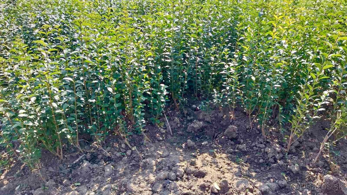 Zivy plot - ligustrum ovalifolium - 2