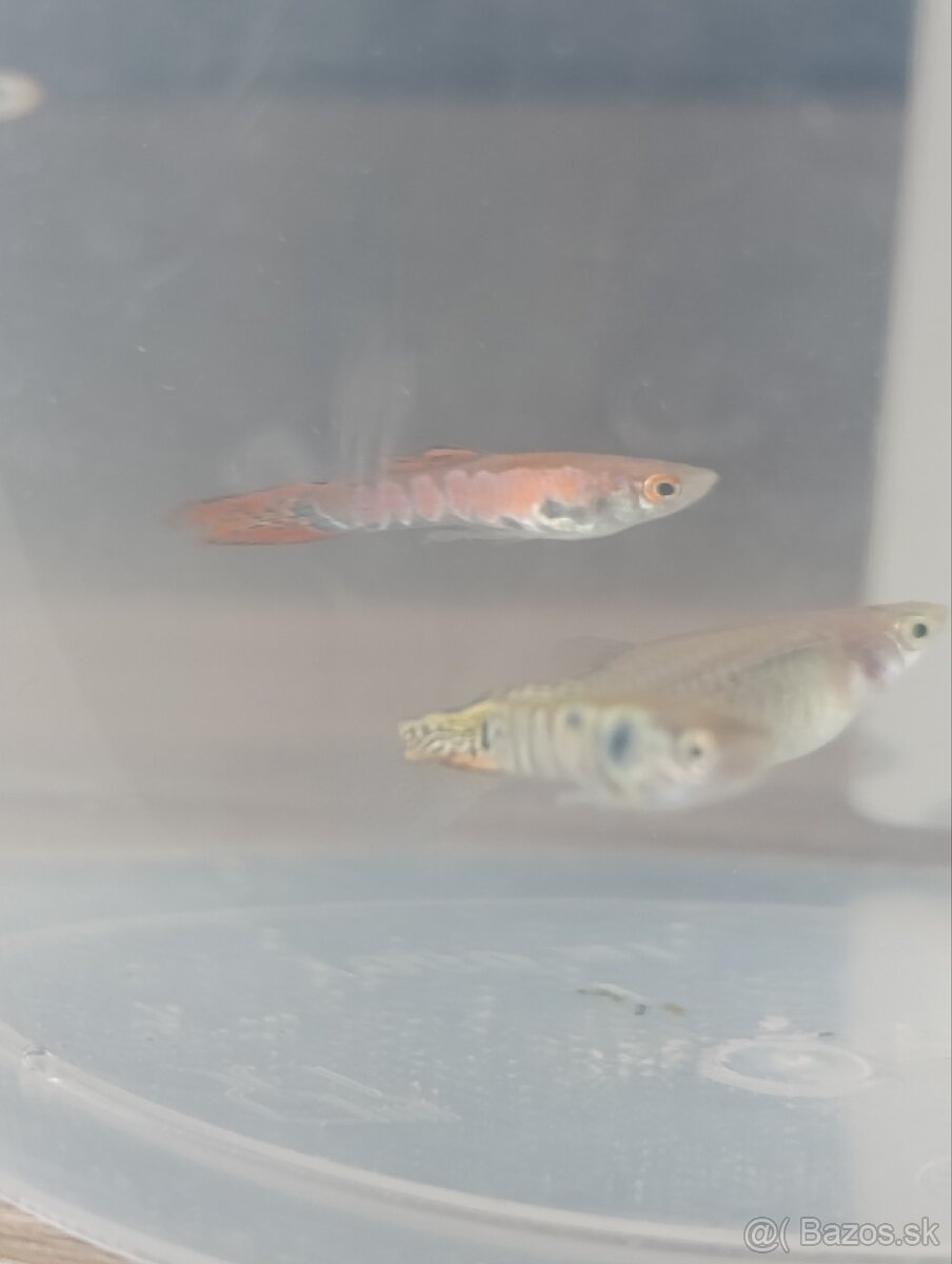 Gubky - 2