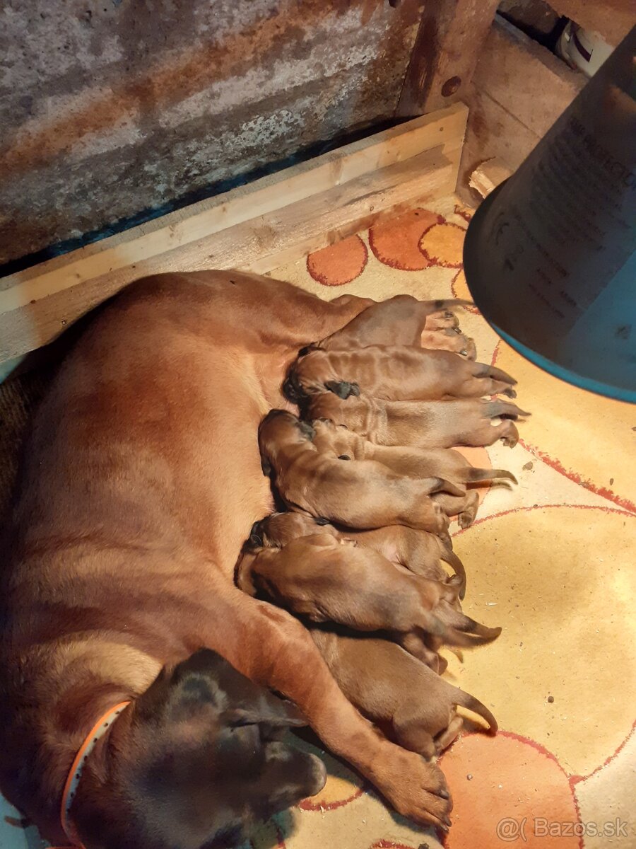 Hanoverský farbiar - 2