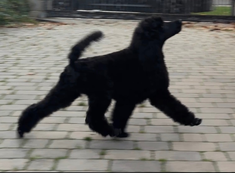 Pudel veľký čierny - 2