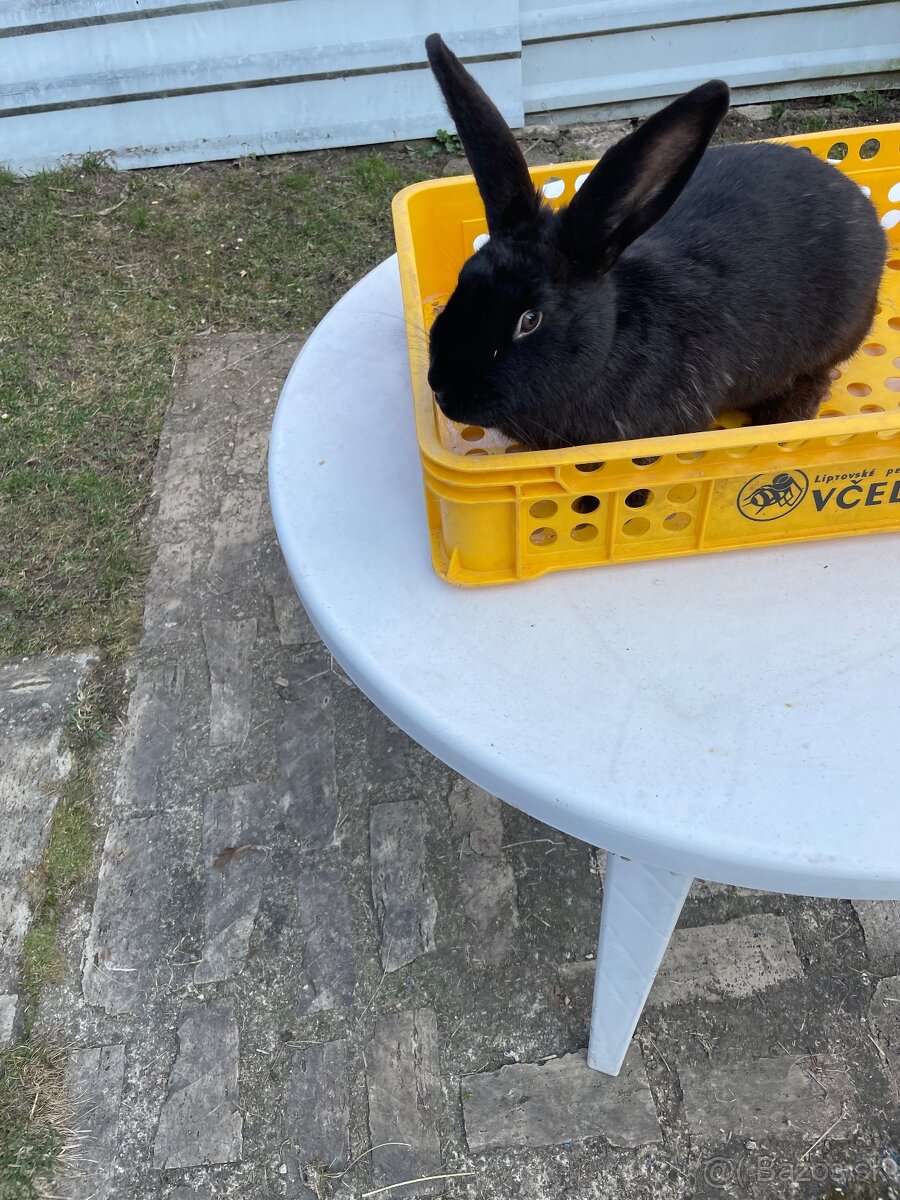 Predám zajace - 2