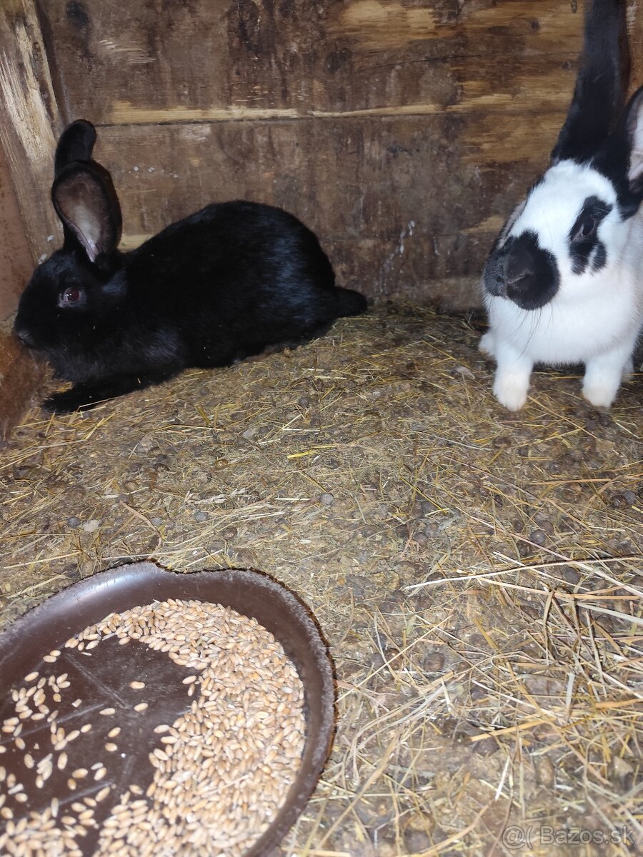 Nemecký obrovitý strakáč - 2