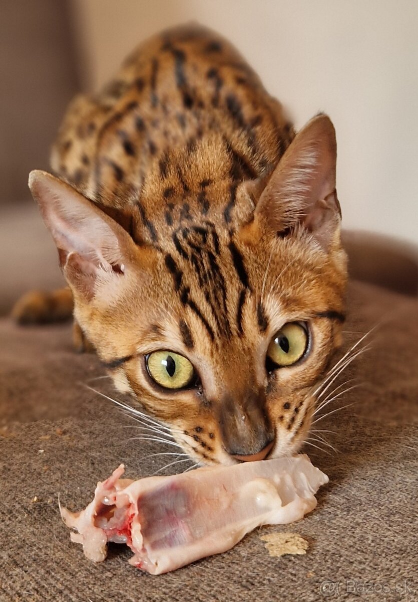 Bengalsky kocurik - 2