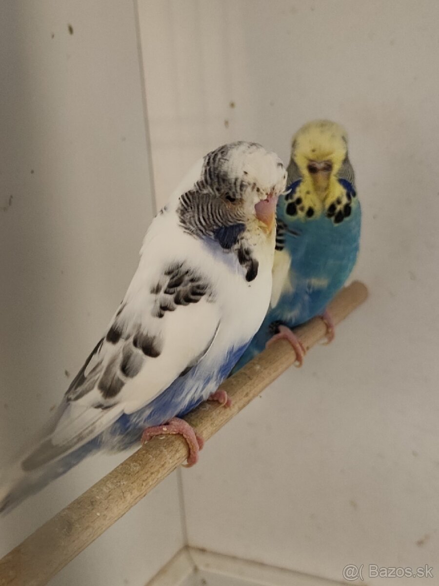 Výstavné andulky celý chov - 2