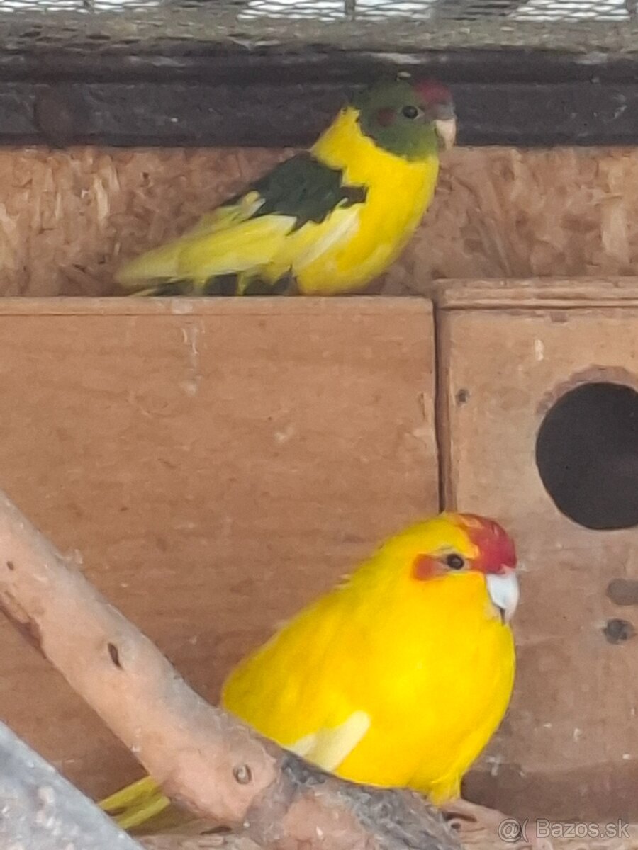 Andulky, Kakariky - 2