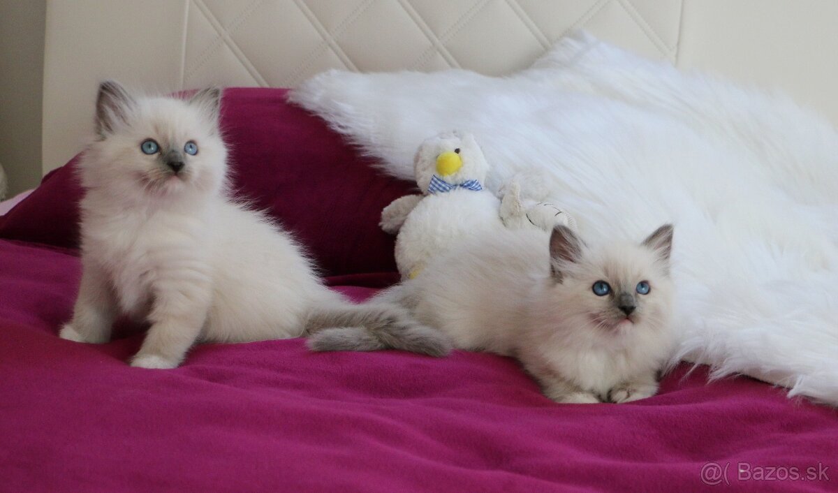 Ragdoll - láska na celý život - 2