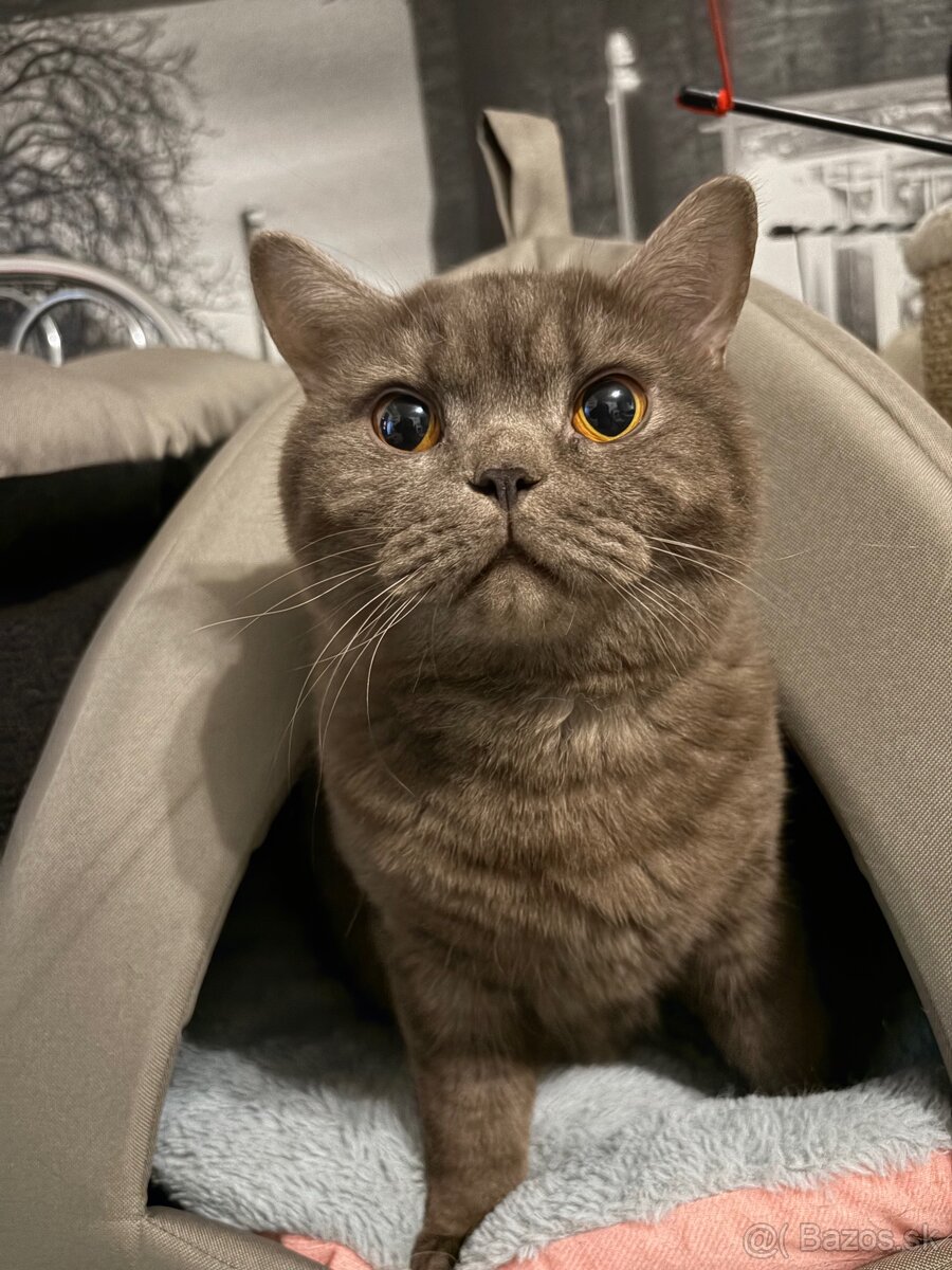 Predám Britských krátkosrstých kocúrikov - 2