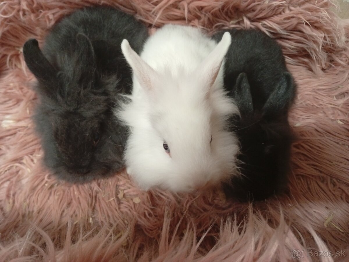 Zakrslé zajačiky - 2