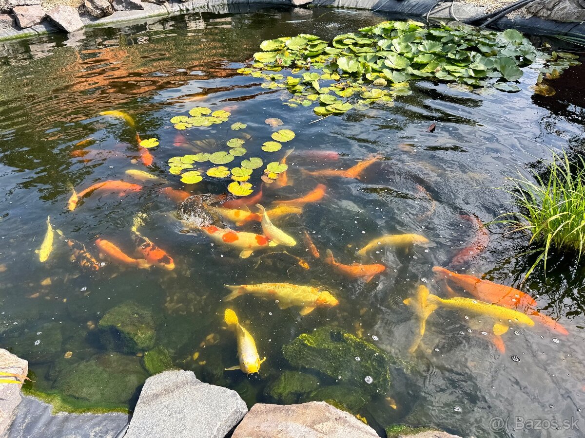 KOI - 2