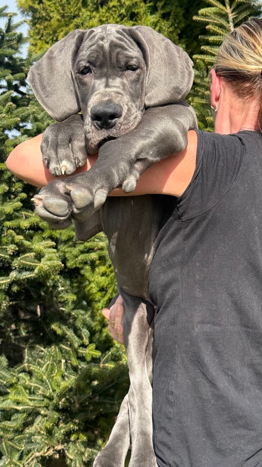 Německá doga modrá s PP Euphorie Blue HH - 2