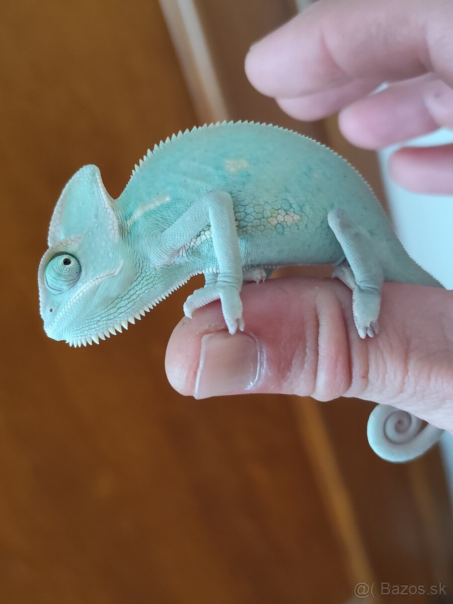 Chameleón jemensky terarium - 2