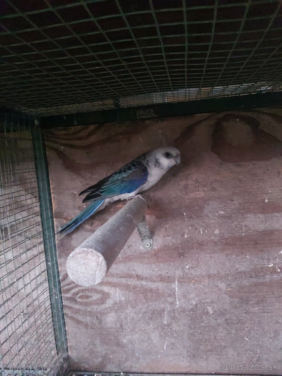 Predám vymením rozela žltolíca - 2