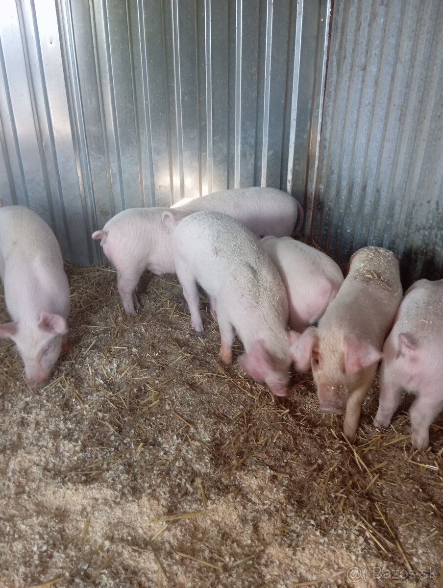 Odstavčata 30-35kg - 2