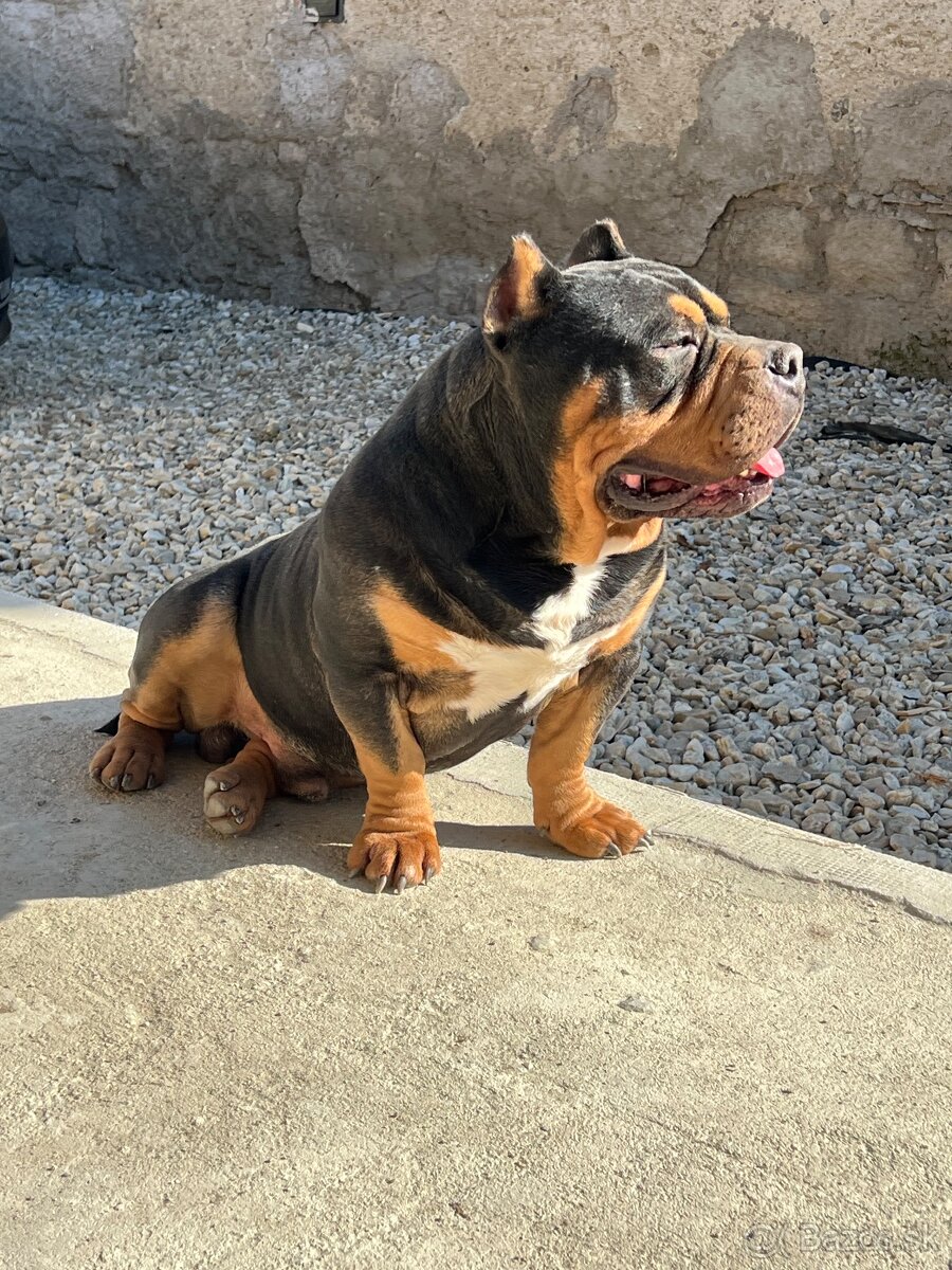 American bully pocket krytie - 2