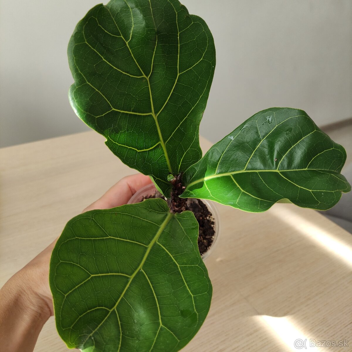 Ficus Lyrata - 2