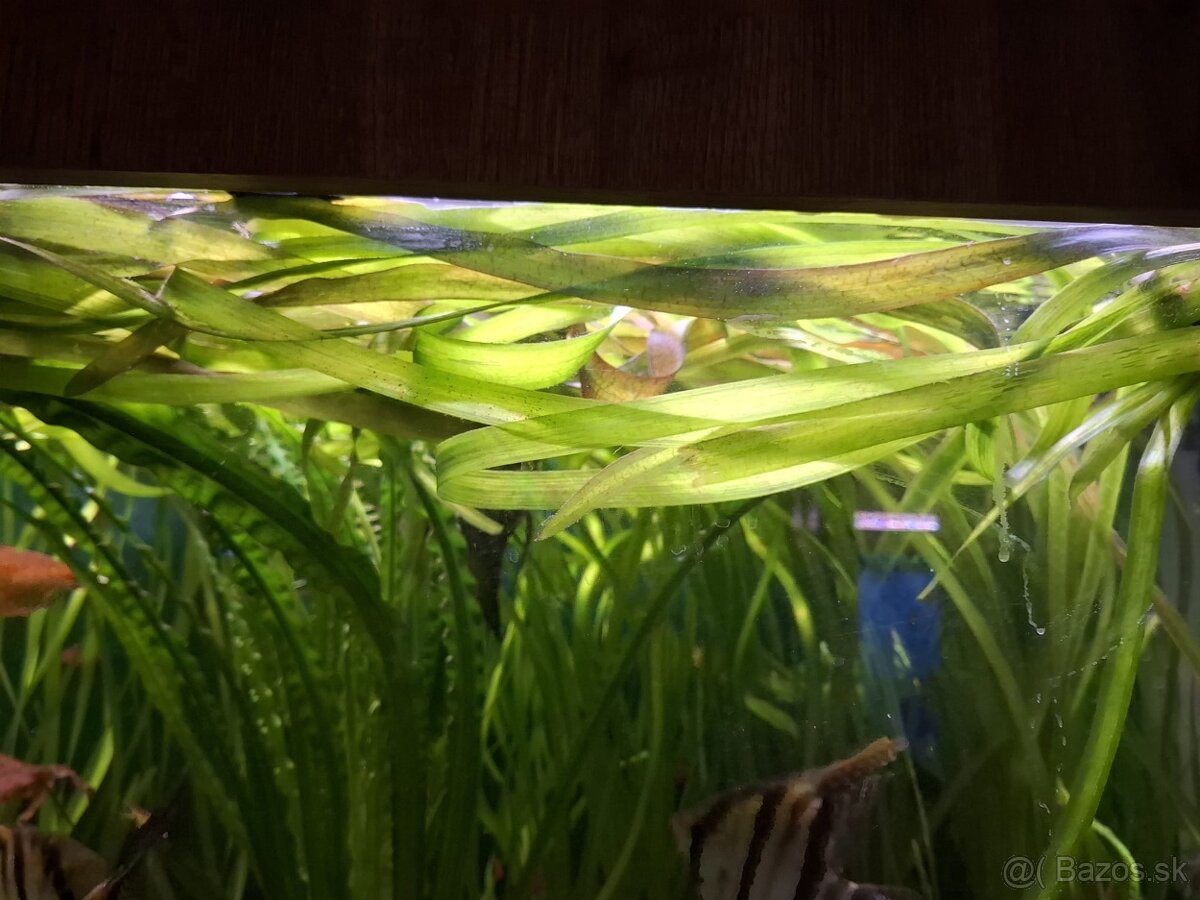 Vallisneria gigantea - 2