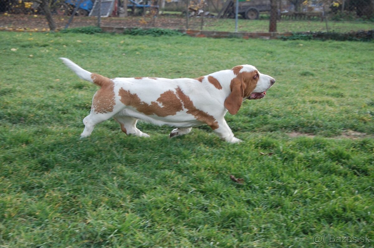 Basset hound steniatka - 2