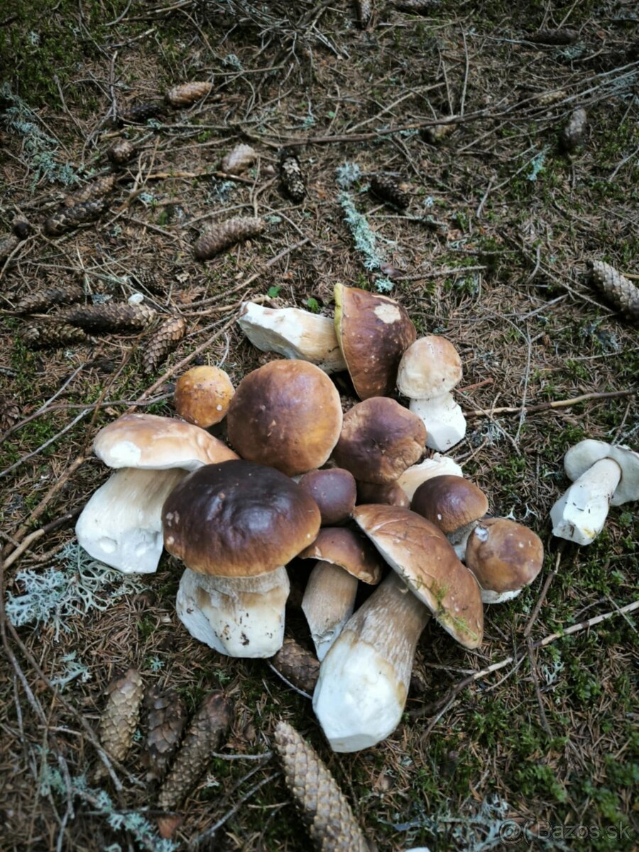 Sušené dubáky - 2