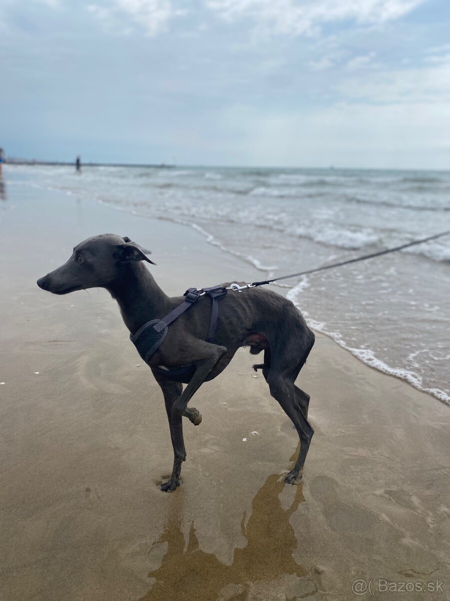 Krytie Taliansky Chrtík - 2