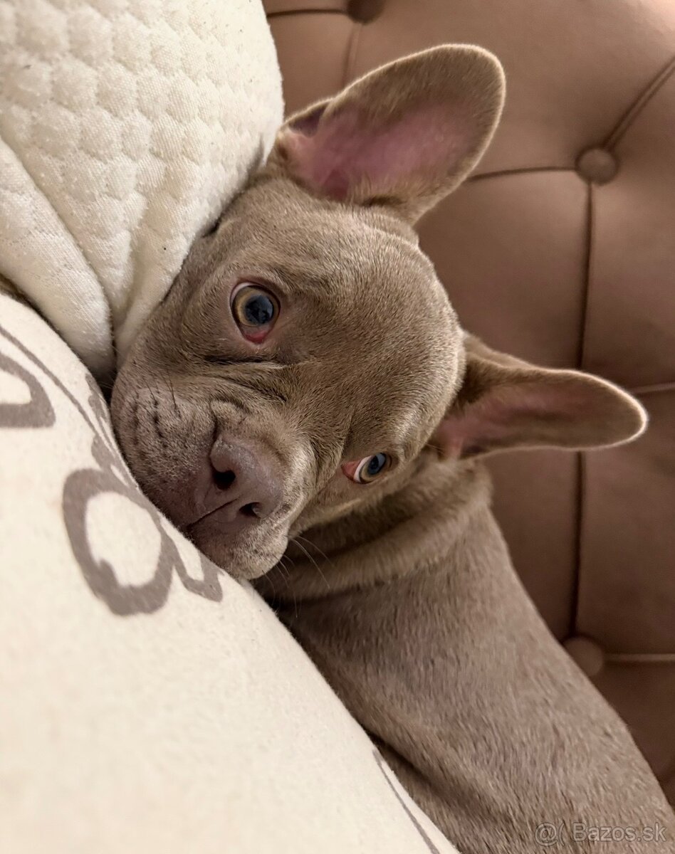 Francúzsky buldocek - 2