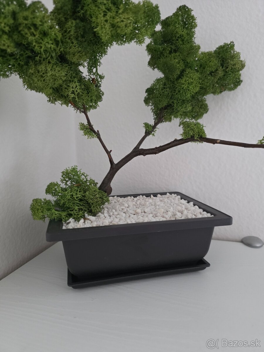 Bonsaj z machu 5D - 2