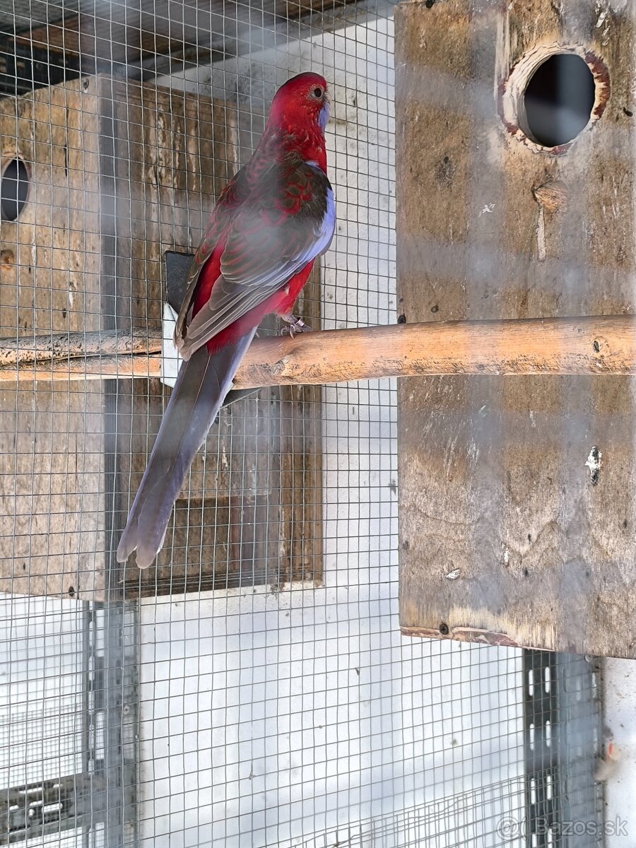 Rozela penant samicka - 2