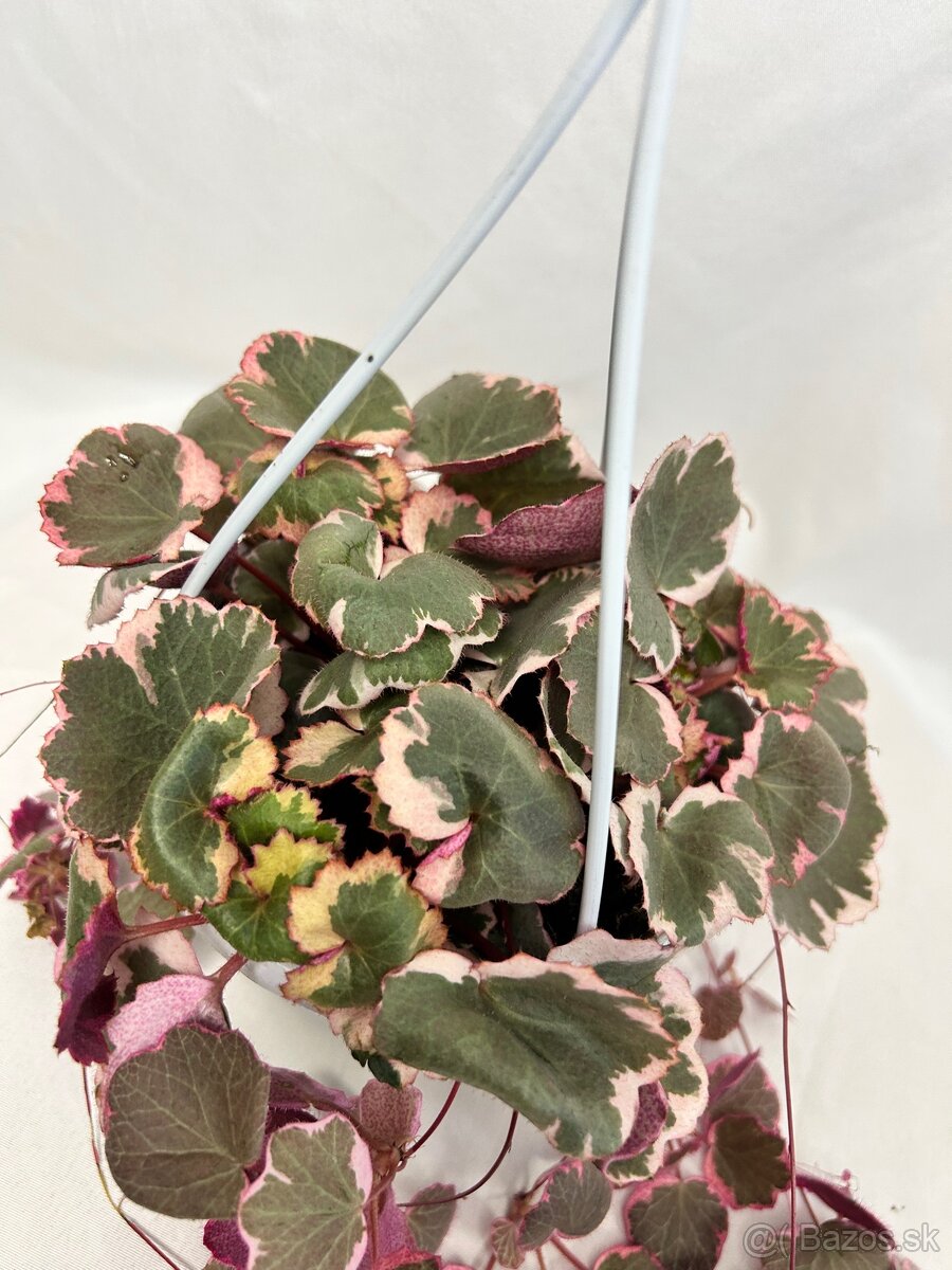 Saxifraga stolonifera ‘Tricolor’ - 2