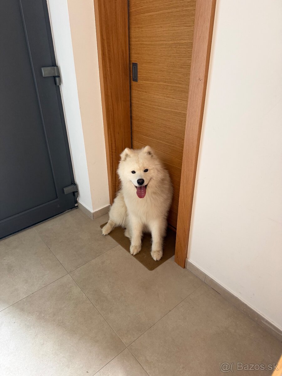 Samojed s PP - 2
