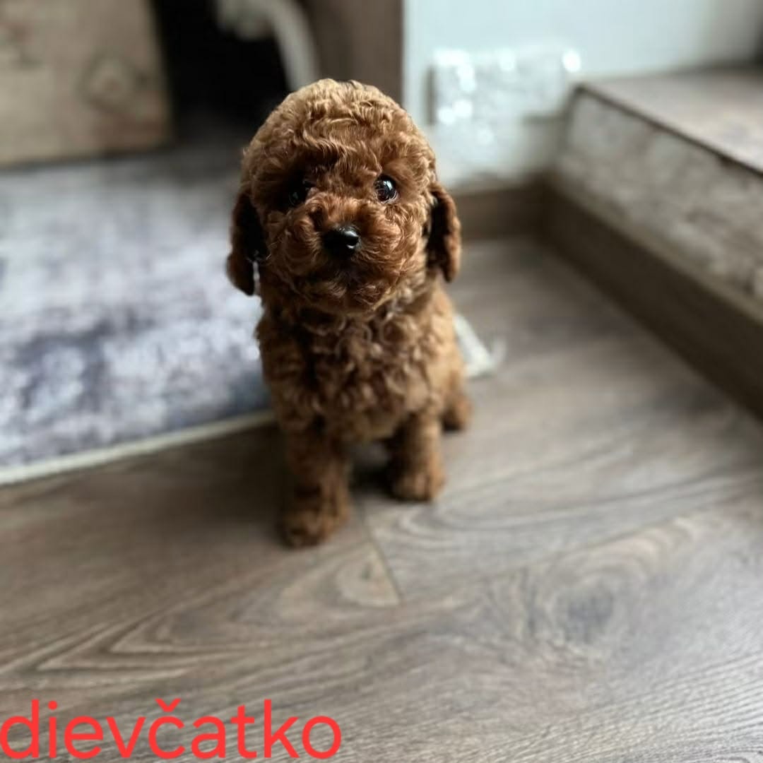 Pudlik, pudel toy-mini - 2
