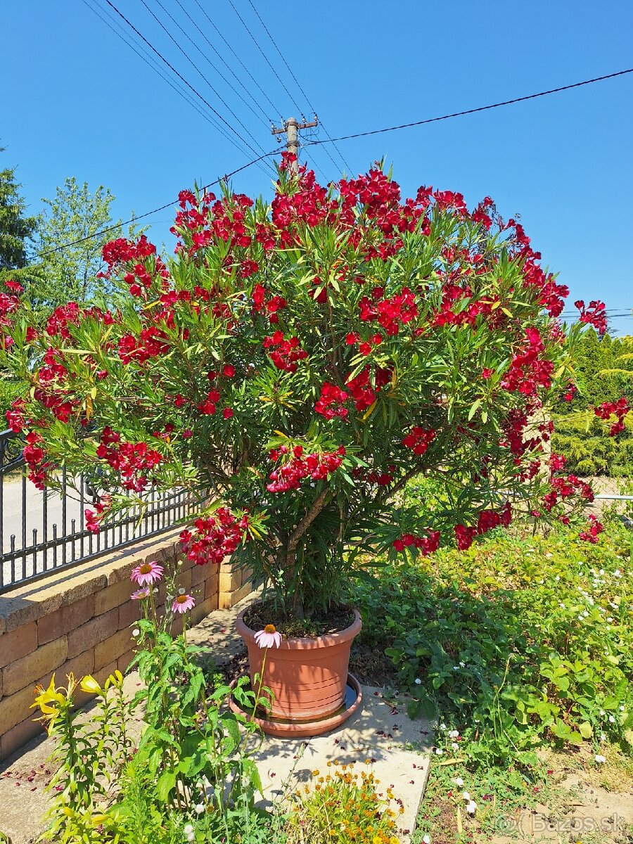 Oleander VYPREDAJ ponuknite - 2