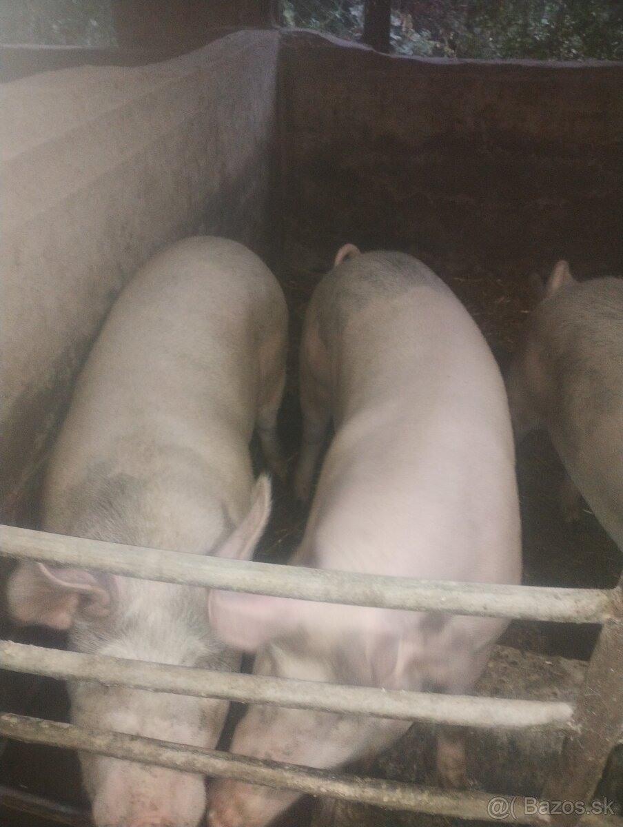 Domáce prasiatká - 2
