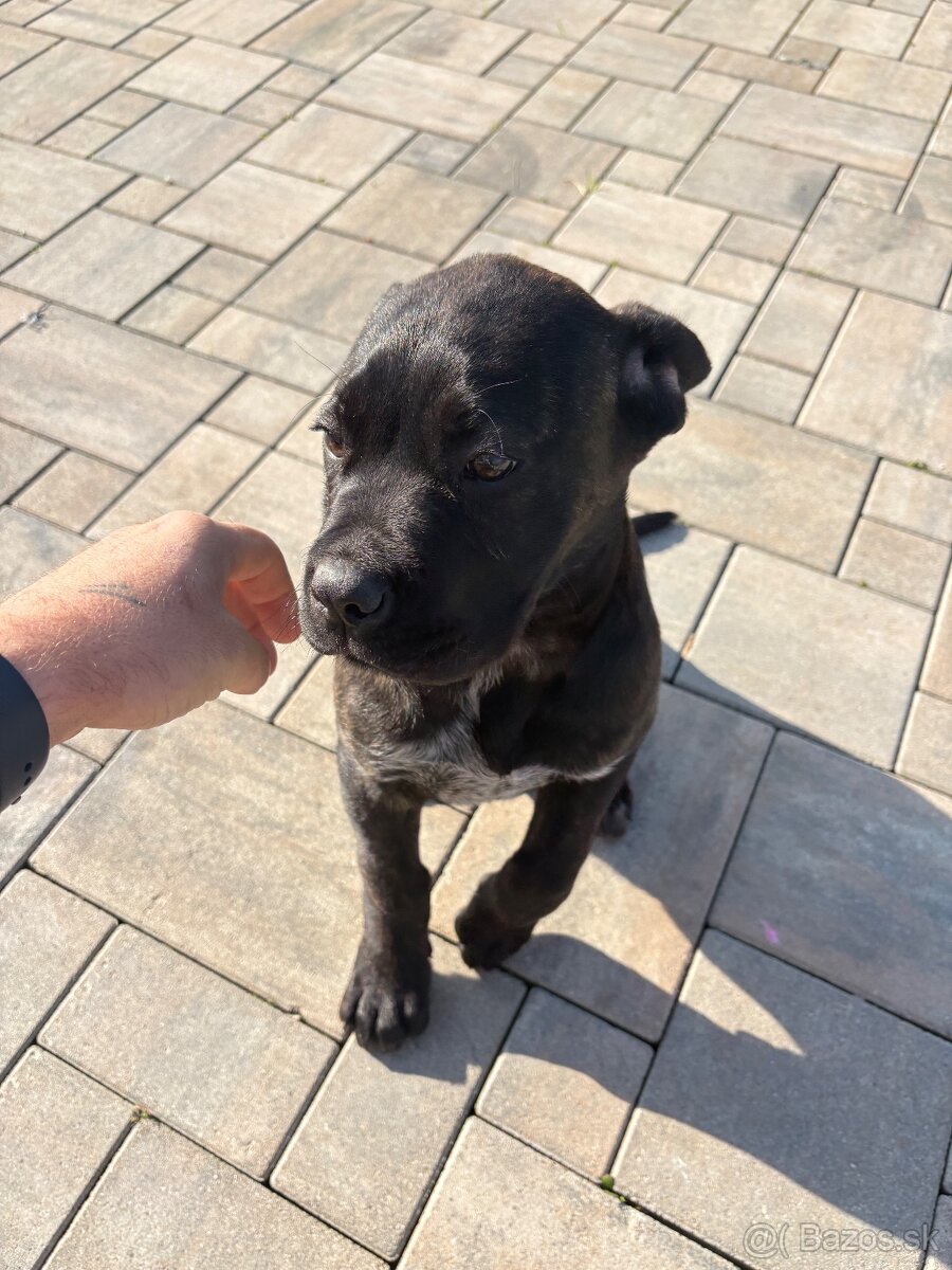 Predám šteniatko cane corso - 2