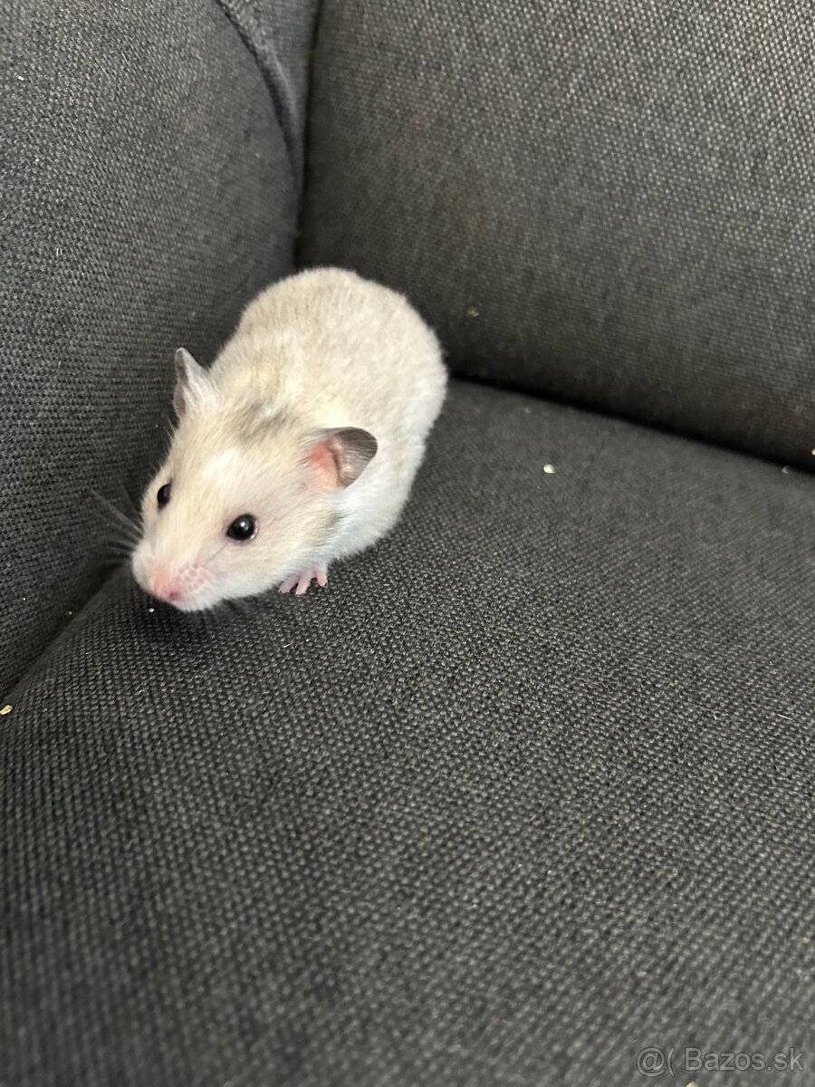 Škrečok sýrsky - 2