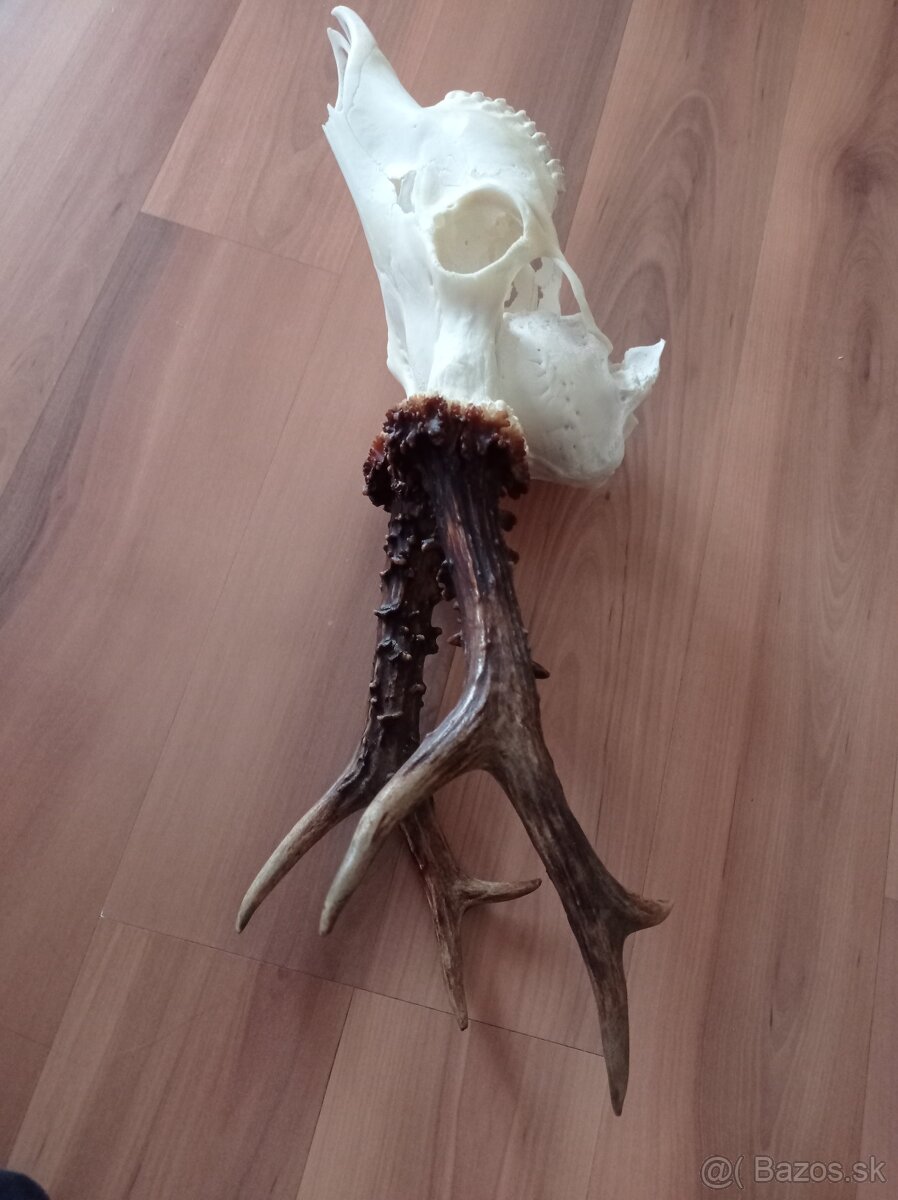 Srnec 550 hram, parohy, jelen - 2