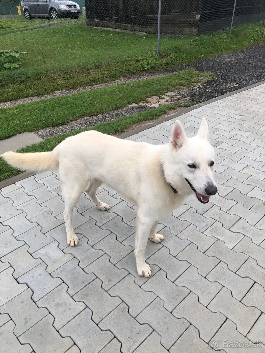 Biely švajčiarský ovčiak - 2