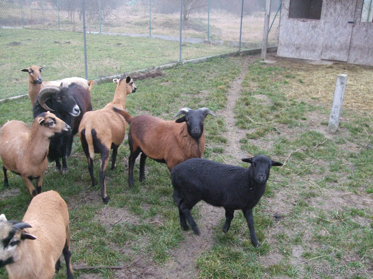 Kamerunské ovce - 2