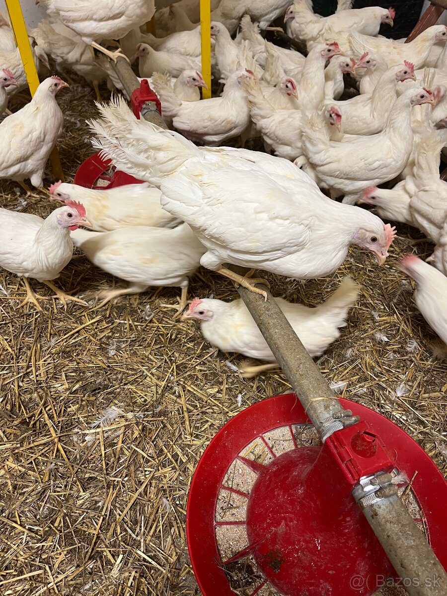 Mládky,Kurčata,nosnice - 2