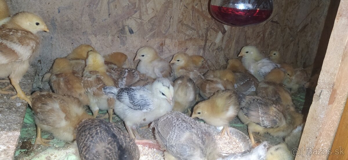 Predám kuriatka hempšír a kalimero - 2